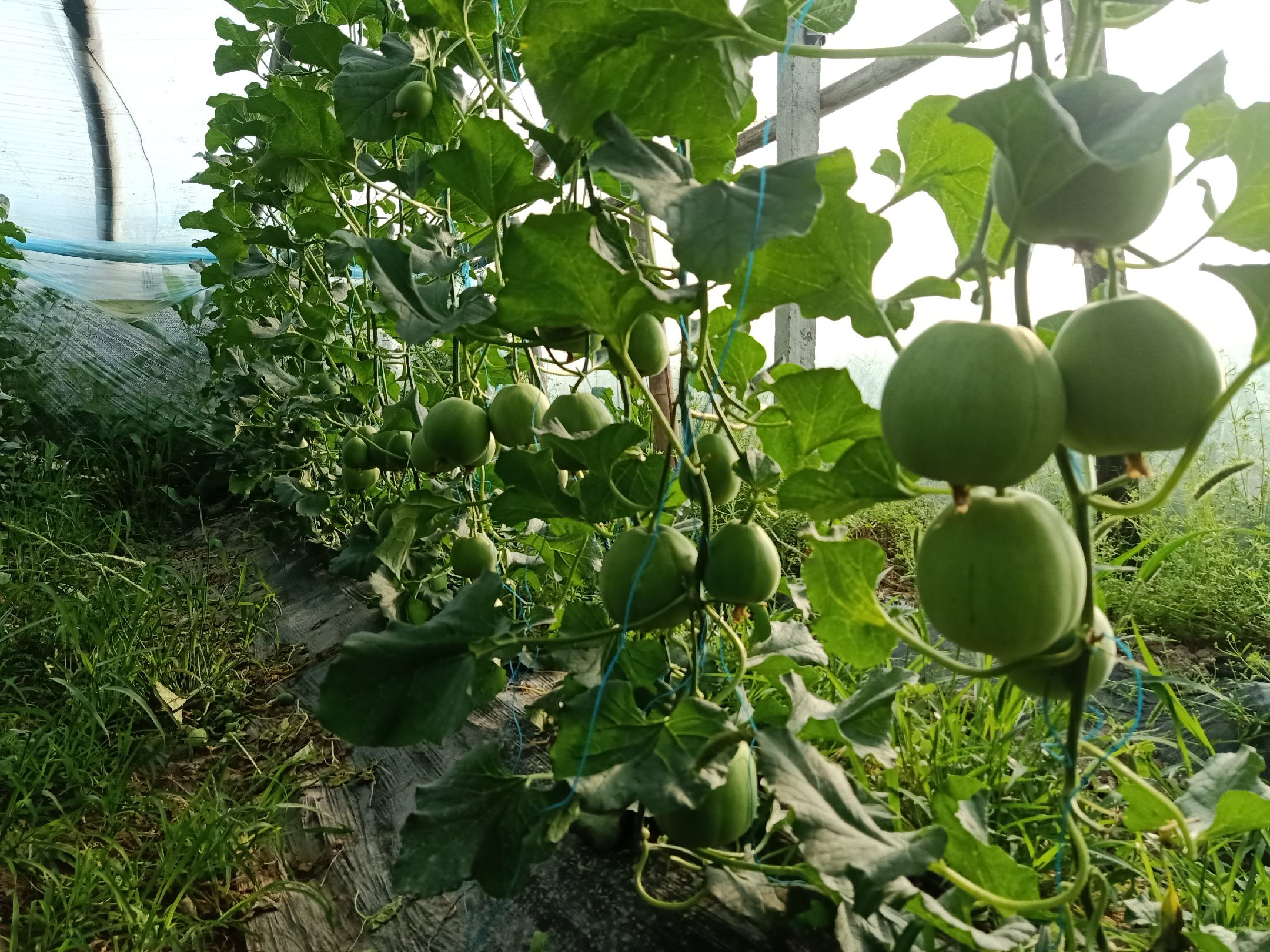 绿宝甜瓜种植大棚内部场景