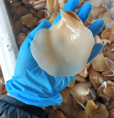 红定螺白定螺香螺肚脐螺猫眼螺玉螺大沙螺当地螺可视频看货