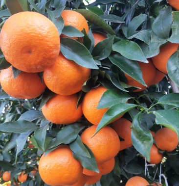 [沃柑批发]精品沃柑价格2.50元/斤 - 一亩田