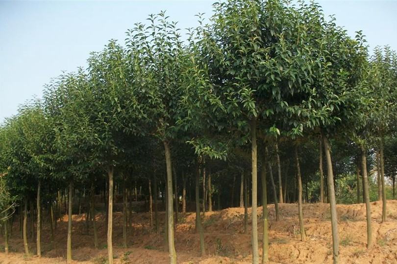 大叶女贞树形挺拔，叶片浓绿