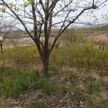 柿子树
