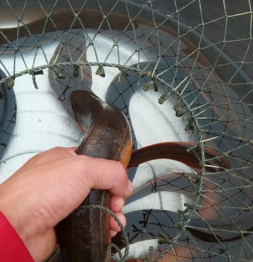 黄鳝孟加拉黄鳝女主播最受的玩物