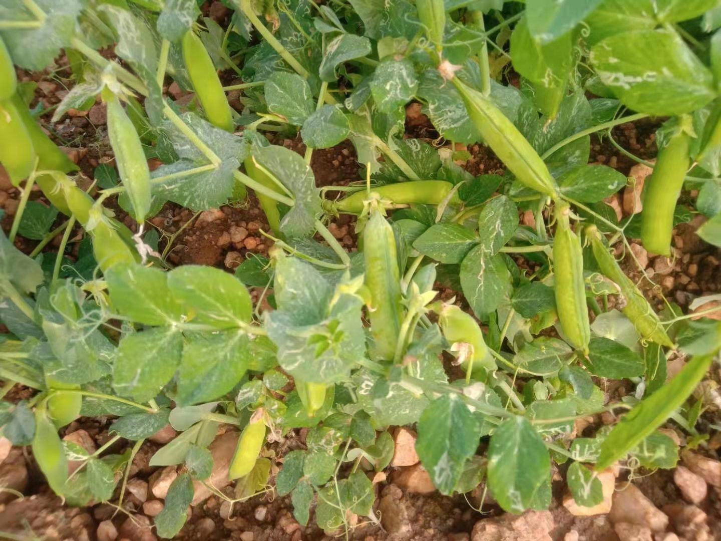 白扁豆田间种植场景