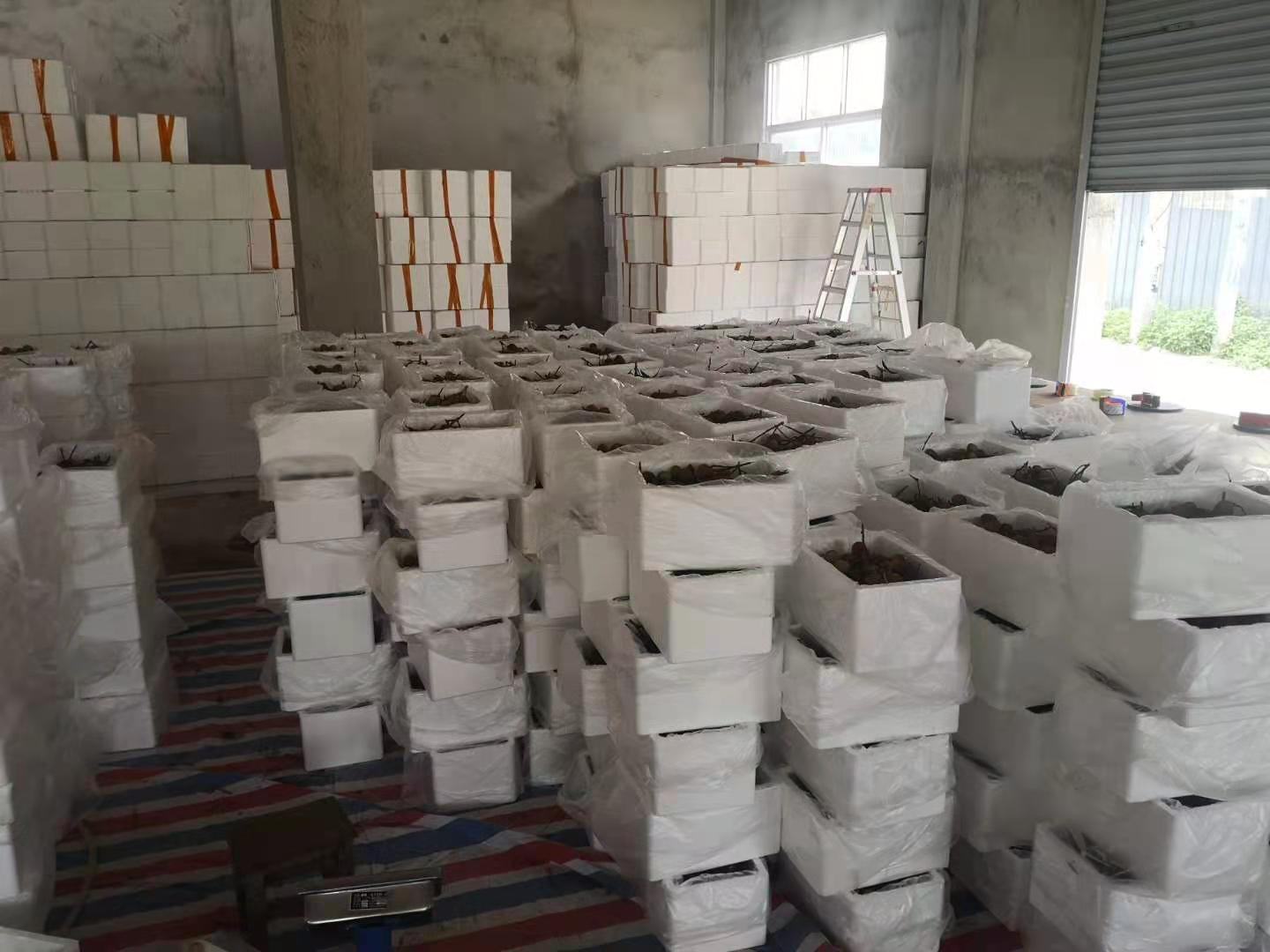 木质托盘上陈列多种以三月红荔枝为原料的深加工产品,包括冷冻原浆瓶装液、真空包装冻干整果、荔枝风味气泡水罐装饮料、荔枝蜜饯玻璃瓶,背景为现代食品加工车间 荔枝深加工产品展示
