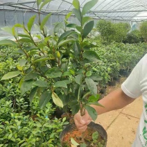 含笑花苗浓香型盆栽花卉耐寒客厅阳台长青四季绿植好