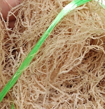 海石花营养丰富有很高的药用价值凉拌吃颜色好干度好常年批发