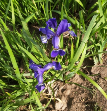 溪荪鸢尾半水生耐寒花卉