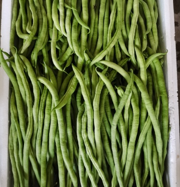 精品无筋豆大量上市欢迎各位老板咨询
