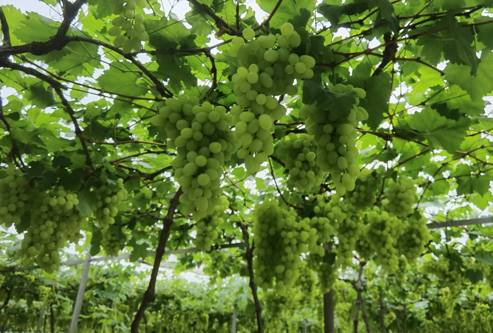 阳光下的葡萄园,藤蔓茂盛,果实饱满,呈现出健康的生长状态 葡萄园健康生长图