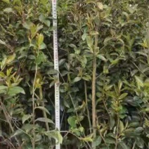 茶梅