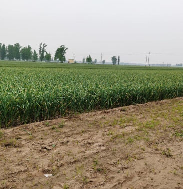 50起批价2000斤产地河南商丘民权县物流物流专线·整车·其他;按斤