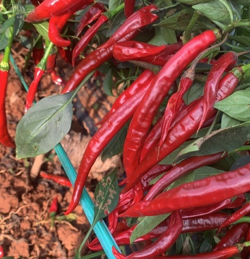 [线椒批发]线椒红价格0.90元/斤 - 一亩田