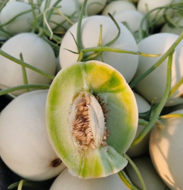 产地直供玉菇甜瓜冰清玉菇软糯香甜支持一件代发