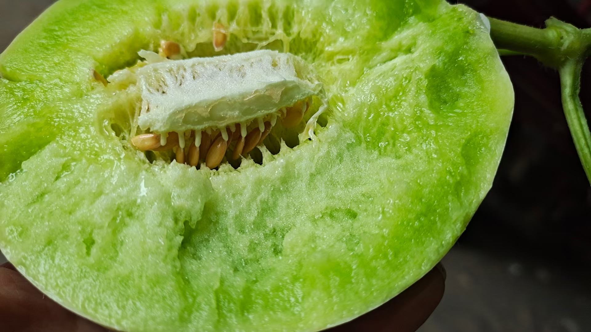 切开的玉菇甜瓜横截面