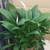 白掌一帆风顺水培土培绿植防辐射除甲醛粉掌客厅办公室花卉盆