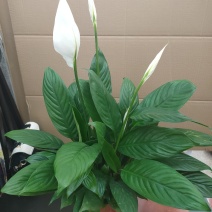 白掌一帆风顺水培土培绿植防辐射除甲醛粉掌客厅办公室花卉盆