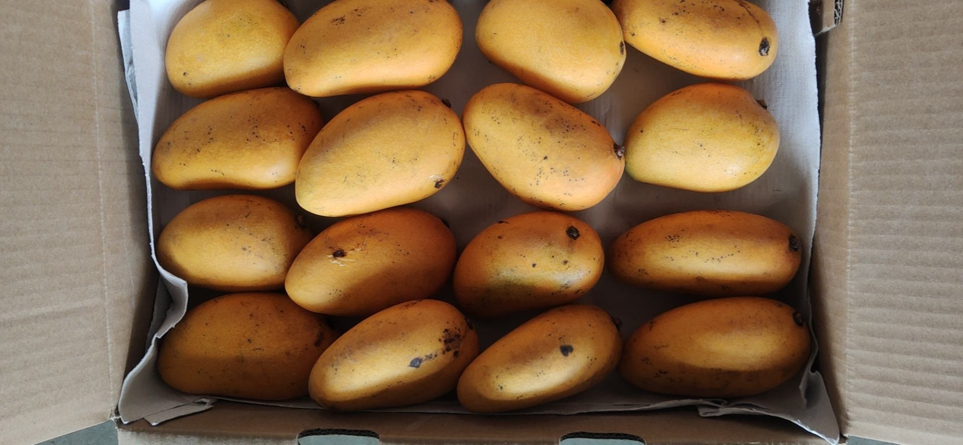 台农一号芒果展示图