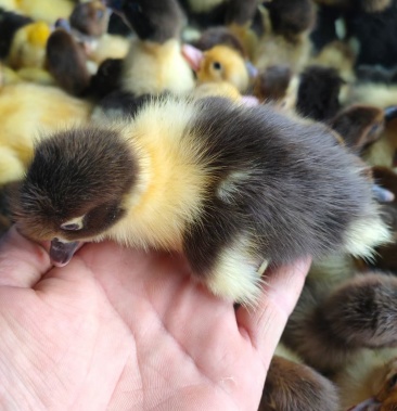 大种番鸭苗特大种大花苗