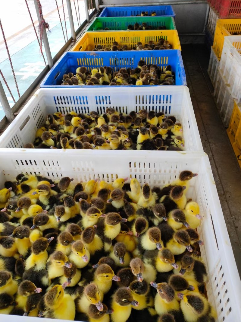 大种番鸭苗,特大种大花苗