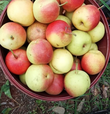 [红梨批发]云南红梨价格8.00元/公斤 - 一亩田