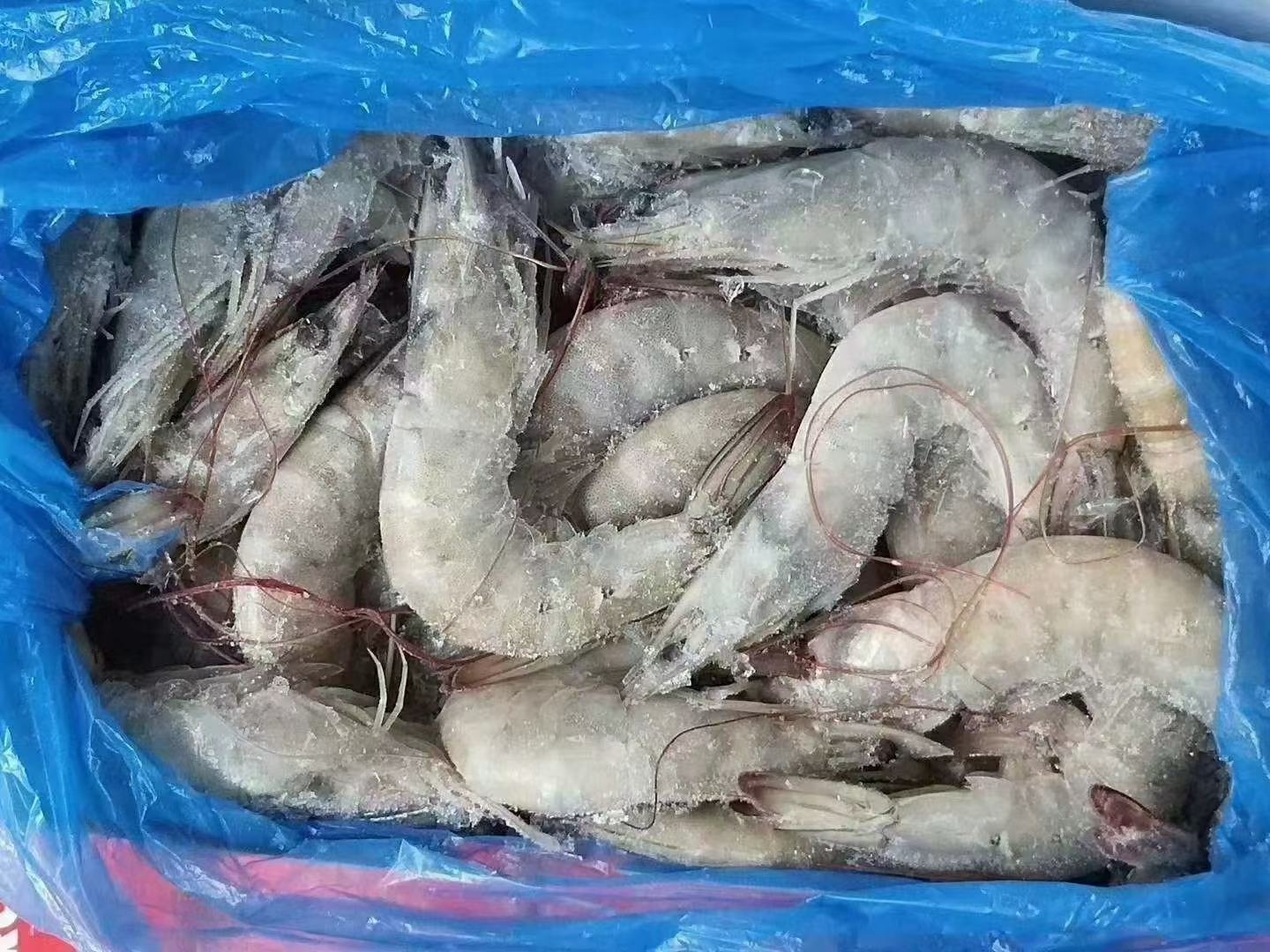 白对虾幼苗运输现场