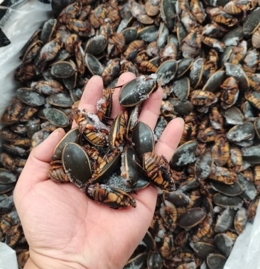 [龙虱批发]金边龙虱价格42.00元/斤 - 一亩田