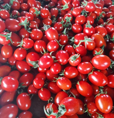 山东省青岛平度市种植的釜山88小玲珑圣女果