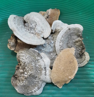 东北野生东方栓菌 东方云芝 灰带栓菌 东方栓菌新货供大货