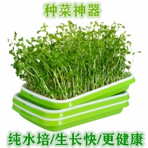 芽苗苗育苗托盘无土栽培水培蔬菜设备工厂化生产种菜