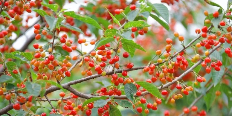 俄罗斯8号樱桃种植条件怎么样