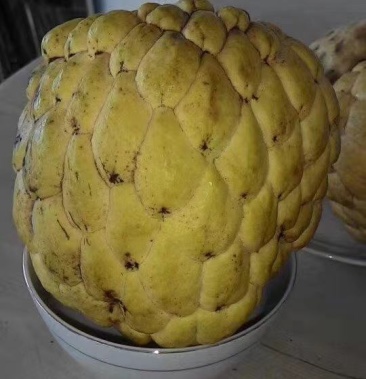 泰国大黄龙释迦果苗 果子超大个的 正品苗嫁接苗 营养杯苗