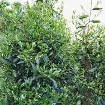 生态清明茶大帽茶