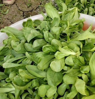 大叶茼蒿又称菊花菜