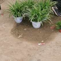 大盆金边吊兰各色绿植水培代理批发花木果树