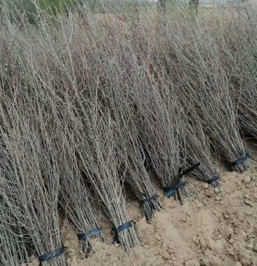 沙枣宁夏裸根沙枣苗质量好