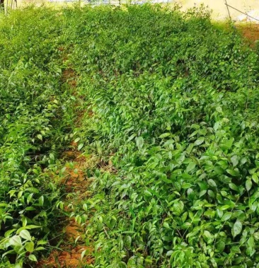 岗梅苗高丰产包技术包回收