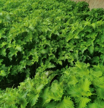 苏子叶苏子叶苏子叶苏子叶