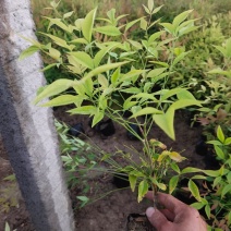 精品南天竹大量上市，基地直发直销，欢迎选购