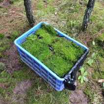 苔藓