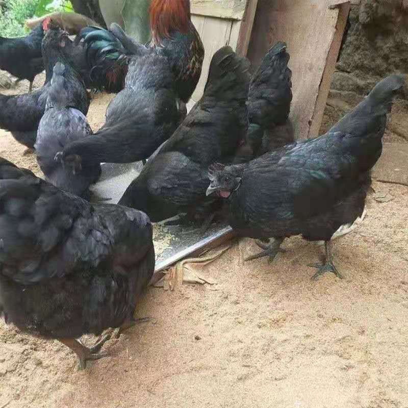 五黑鸡苗纯种纯正包健康包成活厂家直销送开口料
