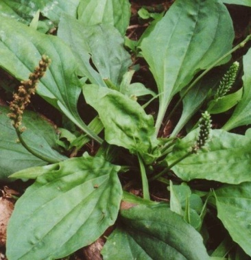 [车前草批发]新鲜车钱钱价格6.00元/斤 - 一亩田