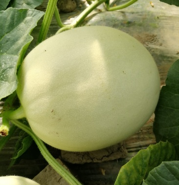 江苏东台玉姑甜瓜大量上市