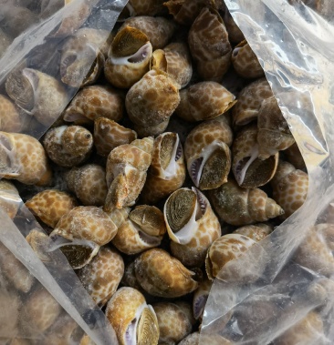 [东风螺批发]花螺批发印度冻凤螺印度螺花螺黄螺批发海鲜水产冻品批发