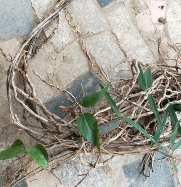 [威灵仙批发]湖南省衡阳市中药材野生威灵仙适合煲猪脚治风湿骨痛价格