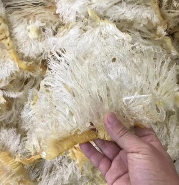 大号菊花鱼翅 足干纯翅针食用方便一手货源实体专供