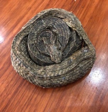 新上蝮蛇又名反鼻蛇白花蛇地扁蛇产地云南