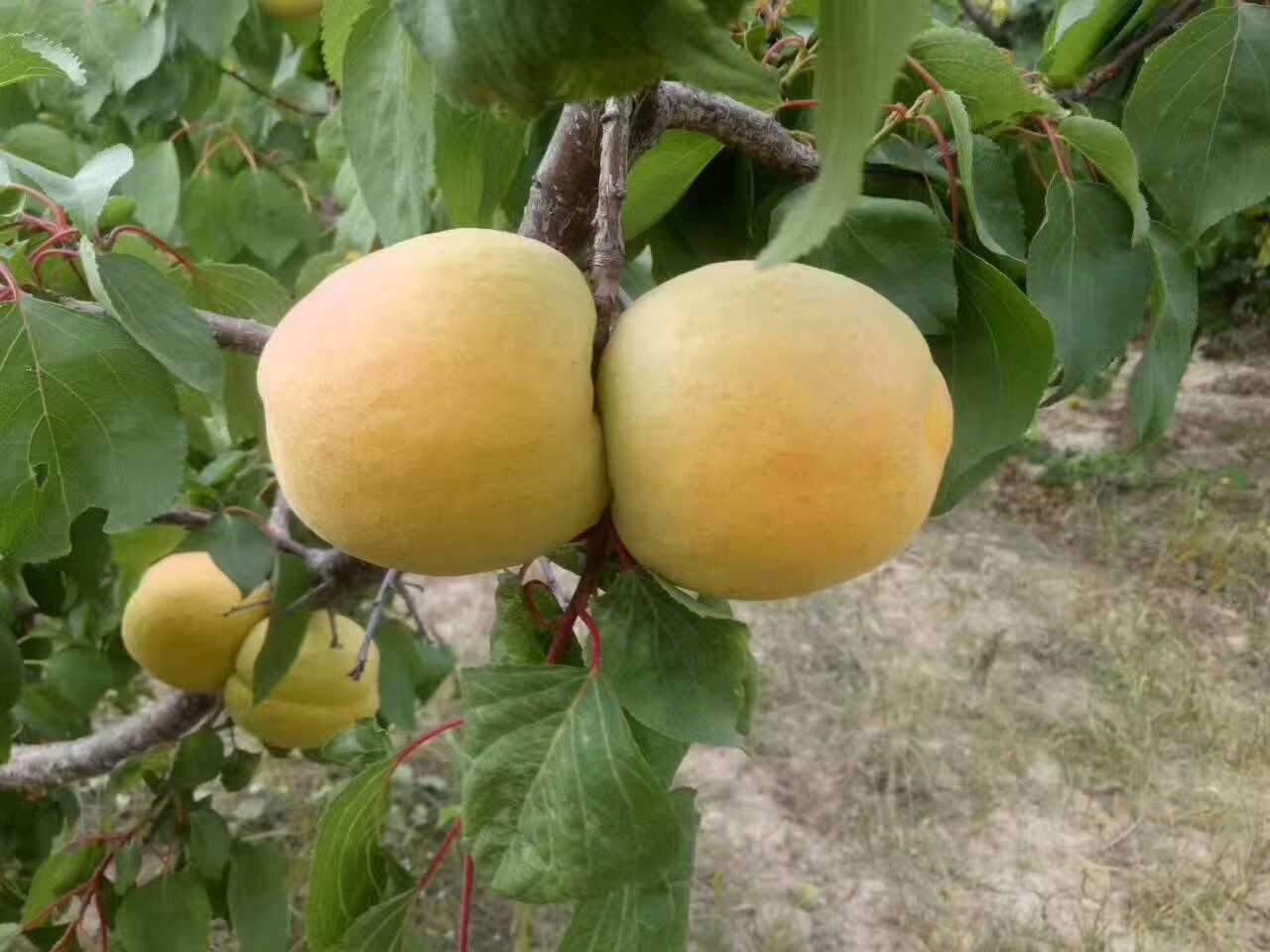 侧柏成熟球果特写