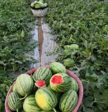 连云港拿比特小西瓜五一前后大量开售口感好皮薄汁多糖度高