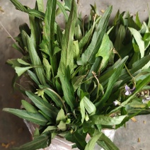 地丁，紫花地丁，天然生长