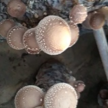 香菇菌棒135/18